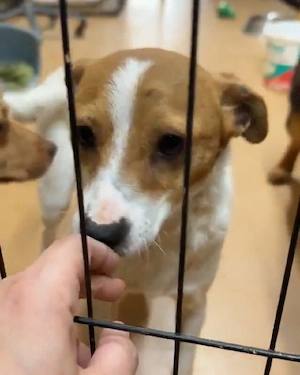 Sanfte Melly sucht liebevolle Familie 