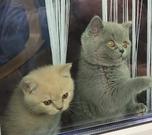 Wir zwei BKH Jungs, geb.am 05.01.2026, suchen ein liebevolles zuhausez