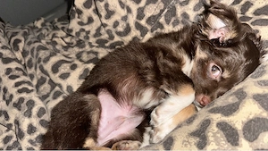 Chihuahua reinrassig