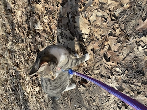 4 Katzen suchen ein liebevolles zu Hause 