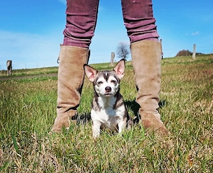 Traumhaft schöne und brave Chihuahua KH Hündin 5kg 25cm 6j Husky farben Familienhund Oma-Begleithund