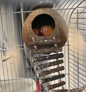 Pfirsichköpchen Paar 