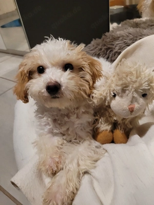  Maltipoo-Hündin Sisi, 4 Monate, sucht Liebevolles Zuhause     