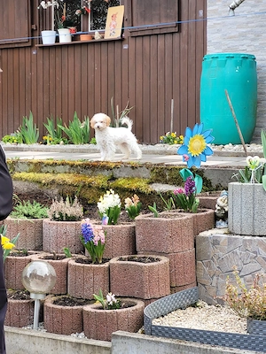 Süße Maltipoo-Hündin Sisi, 4 Monate, sucht Liebevolles Zuhause     