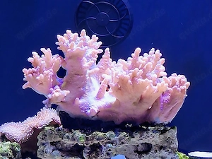 Sinularia Fingerlederkoralle Weichkoralle SPS LPS Koralle Meerwasser