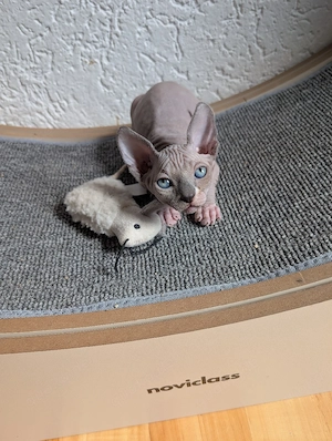 Canadian Sphynx Kitten mit Stammbaum