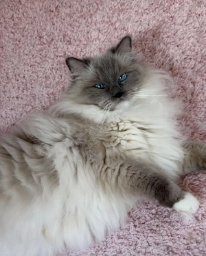 Traumhafte Ragdoll-Dame für Zucht mit Stammbaum