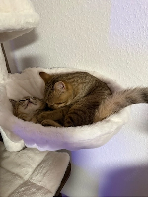 katzen suchen neues zuhause