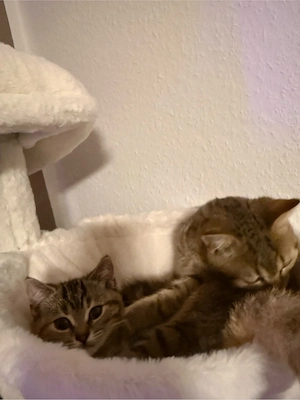 katzen suchen neues zuhause
