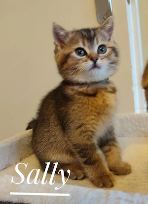 Sally und Lotty BKH Kitten, reinrassig ,dürfen bald ausziehen