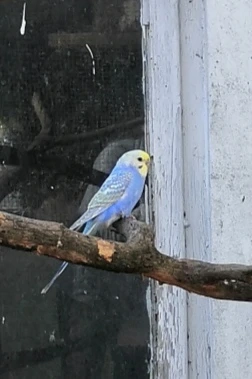 Junge Wellensittiche abzugeben 