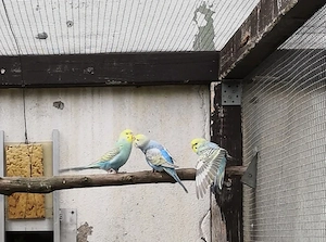 Junge Wellensittiche abzugeben 