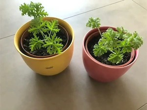 2 verschied.Duftgeranien im Übertopf, 2x ZitronenDuft-Pelargonien,Duftpelargonie