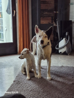 Odin - groß und sanft