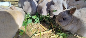 Zwergkaninchen Partner Paare oder Gruppe 
