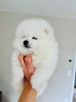 Pomeranien  Bild 3