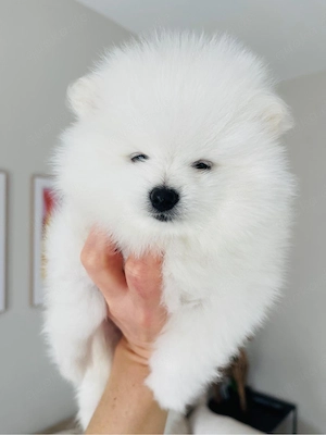 Pomeranien  Bild 2