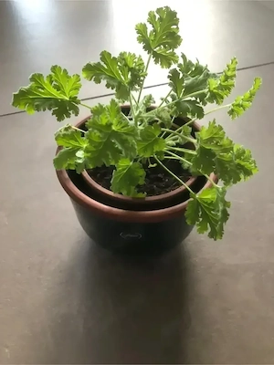 Duftgeranie im Übertopf, Duft-Pelargonie Concolor Lace Haselnuss-Duft - Geranie