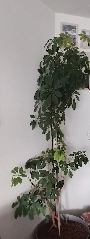 zimmerpflanzen  Bild 3