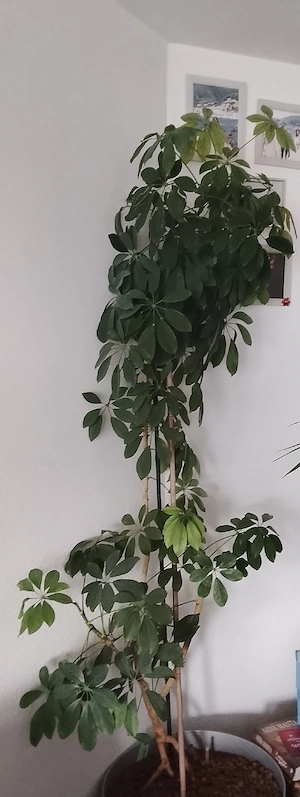 zimmerpflanzen  Bild 4