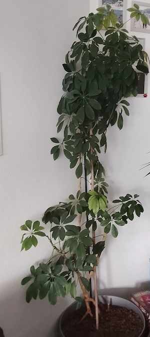 zimmerpflanzen  Bild 2