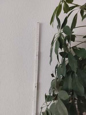 zimmerpflanzen  Bild 5