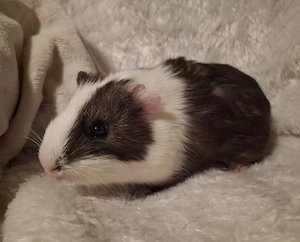 Meerschweinchen Männchen sucht dringend neues Zuhause 