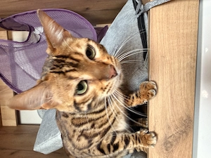Bengalkatze - kerngesund, geimpft, kastriert