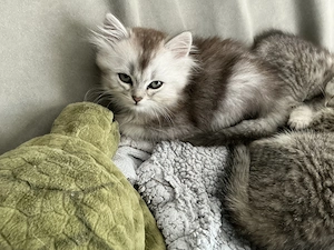 Noch ein Mischlingskätzchen übrig