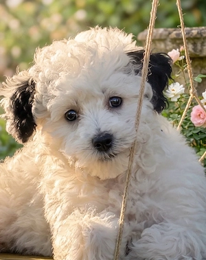 Toypudel Welpen mit Bestwerte & Top Soziallisierung
