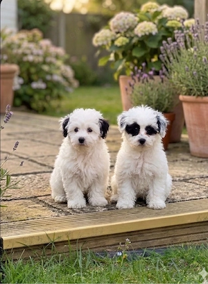 Toypudel Welpen mit Bestwerte & Top Soziallisierung