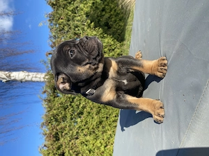 Alternativ Bulldogge Hündin black and tan mit Ahnentafel 