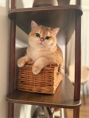 Erfahrener Deckkater sucht gesunde Katzendamen   