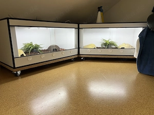 1.1 Python regius mit Forexterrarien abzugeben 