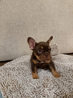 Entzückender französischer Bulldoggenwelpe (männlich)