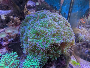 Korallen Meerwasser Bild 2