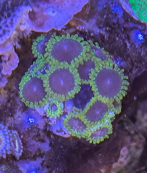 Korallen Meerwasser Bild 5