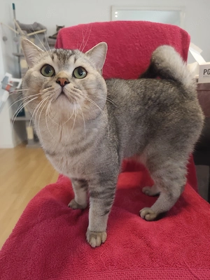 Deckkater Zeus, mit Stammbaum 