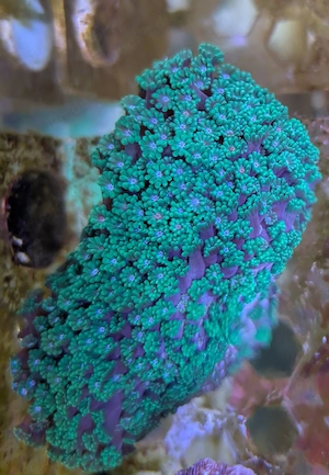 Korallen Meerwasser Bild 7