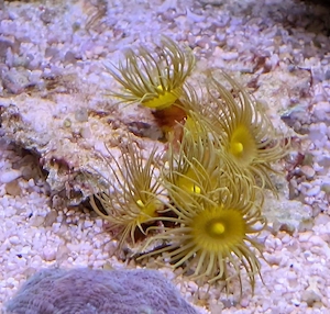 Korallen Meerwasser Bild 4