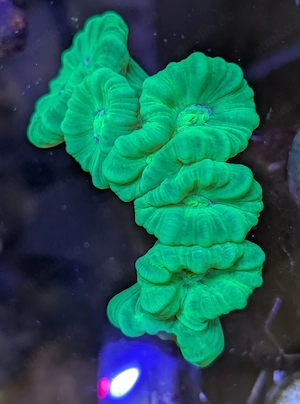 Korallen Meerwasser Bild 6