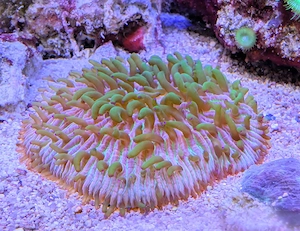 Korallen Meerwasser Bild 3