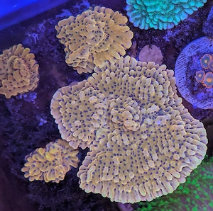 Korallen Meerwasser Bild 10