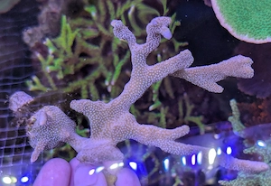 Korallen Meerwasser Bild 9