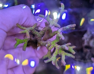 Korallen Meerwasser Bild 8