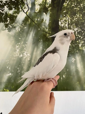 Handzahmer Nymphensittich Hahn (ca. 1,5 Jahre alt)