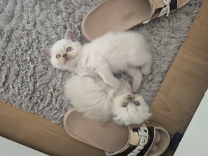 Biritisch lang & kurzhaar mix