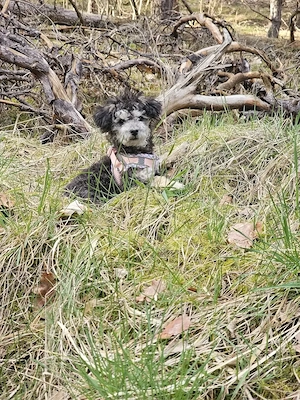 Traumhafter Zwergpudel abzugeben 