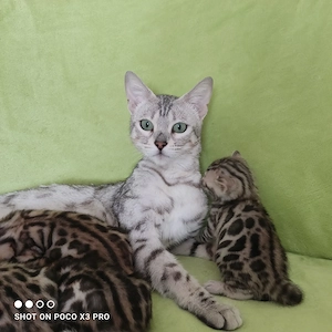 Wunderschöne Bengal Kitten mit Stammbaum.