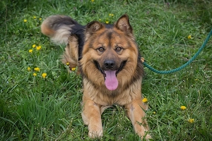 *WUTZ* - ein herrlicher Schäferhund